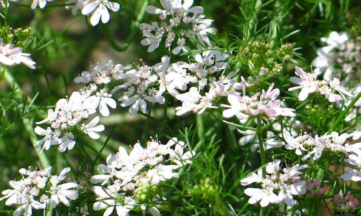 Cilantro Companion Plants: Choosing Good Neighbors