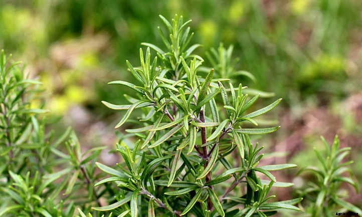 Cilantro Companion Plants: Choosing Good Neighbors