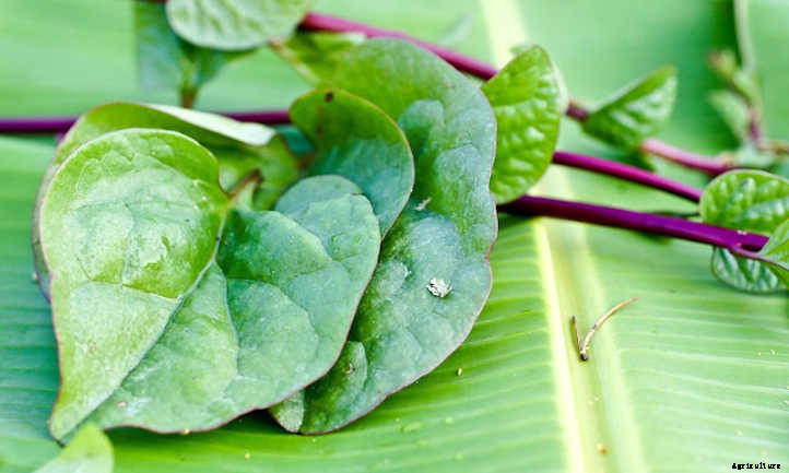 Malabar Spinach: Heat-Loving Garden Greens