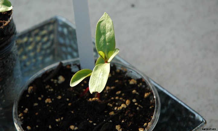 Malabar Spinach: Heat-Loving Garden Greens