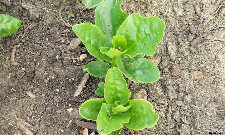 Malabar Spinach: Heat-Loving Garden Greens