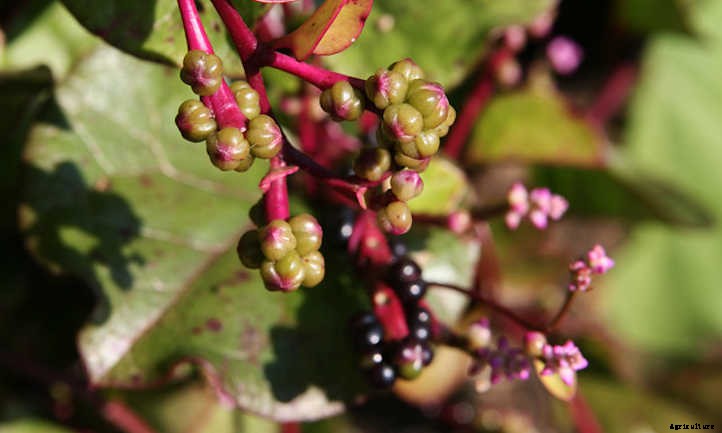 Malabar Spinach: Heat-Loving Garden Greens