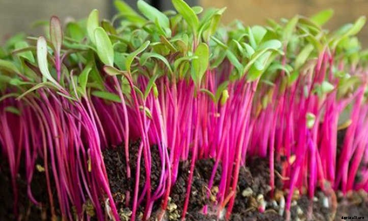 How To Grow Beet Microgreens Fast And Easy