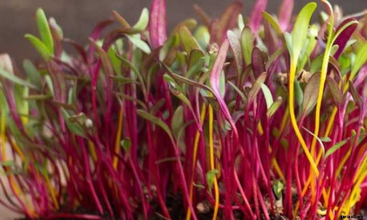 How To Grow Beet Microgreens Fast And Easy