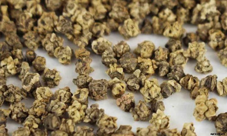 How To Grow Beet Microgreens Fast And Easy