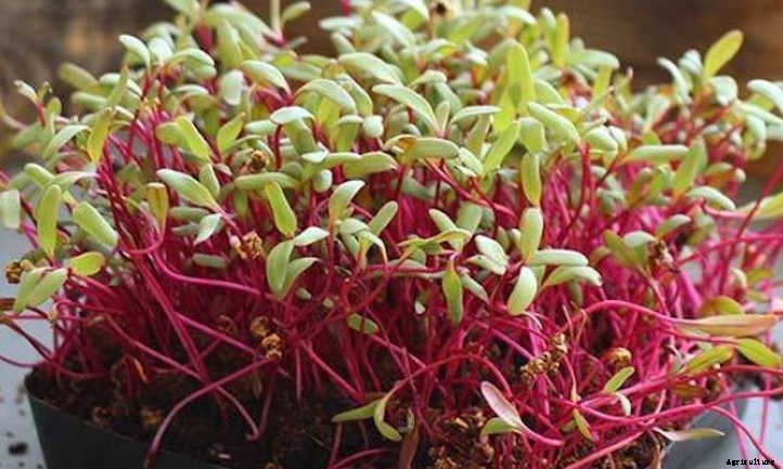 How To Grow Beet Microgreens Fast And Easy