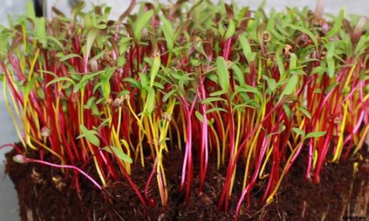 How To Grow Beet Microgreens Fast And Easy