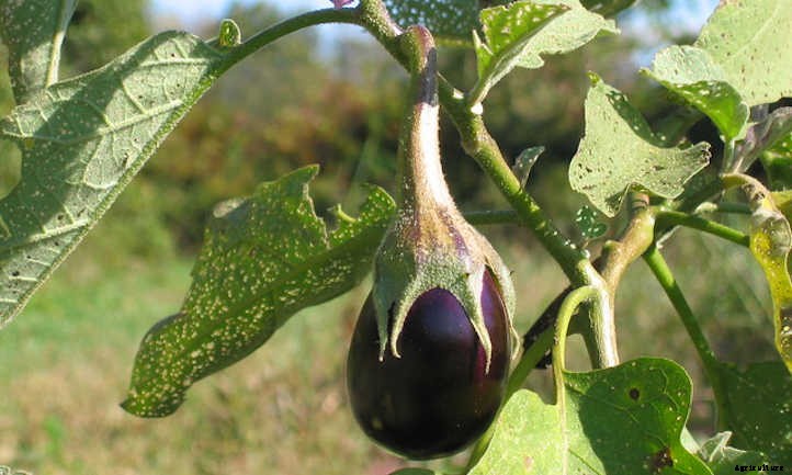 Eggplant Companion Plants To Try
