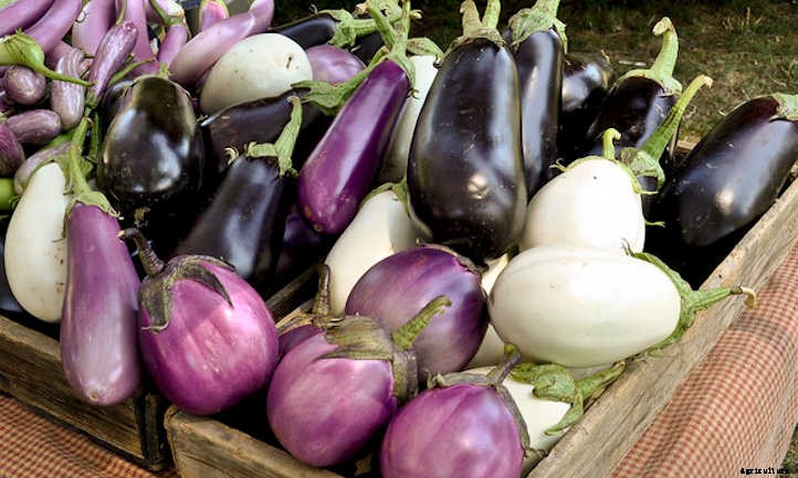 Eggplant Companion Plants To Try