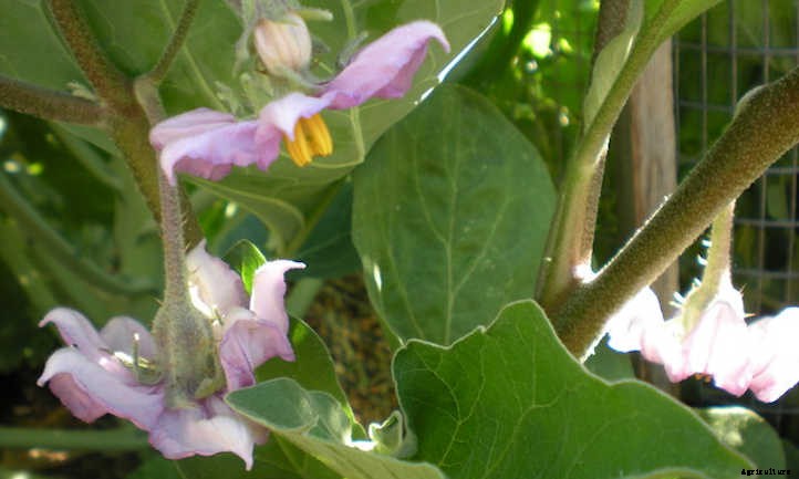 Eggplant Companion Plants To Try