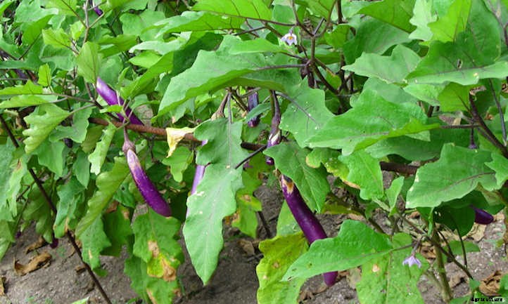 Eggplant Companion Plants To Try