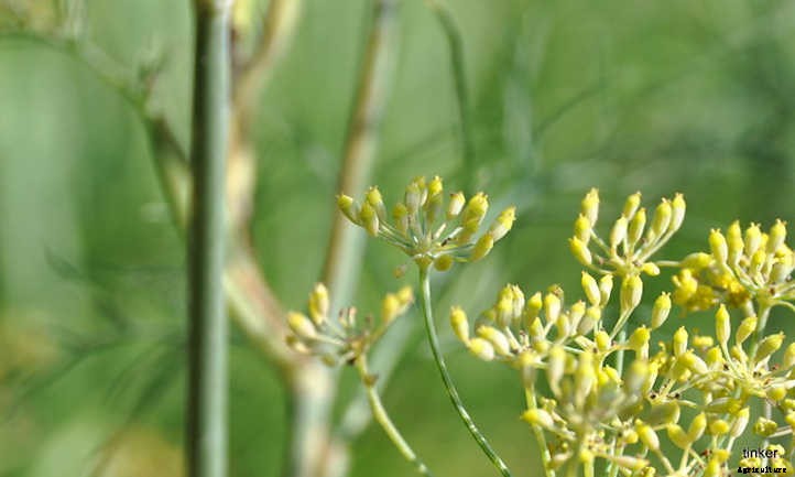 Growing Fennel: Fronds, Bulbs, And Seeds