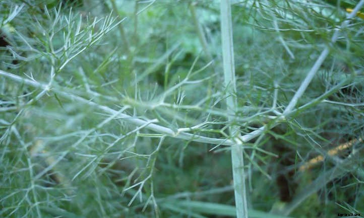 Growing Fennel: Fronds, Bulbs, And Seeds