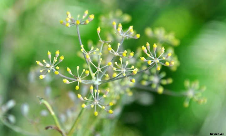 Growing Fennel: Fronds, Bulbs, And Seeds
