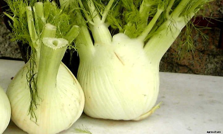 Growing Fennel: Fronds, Bulbs, And Seeds