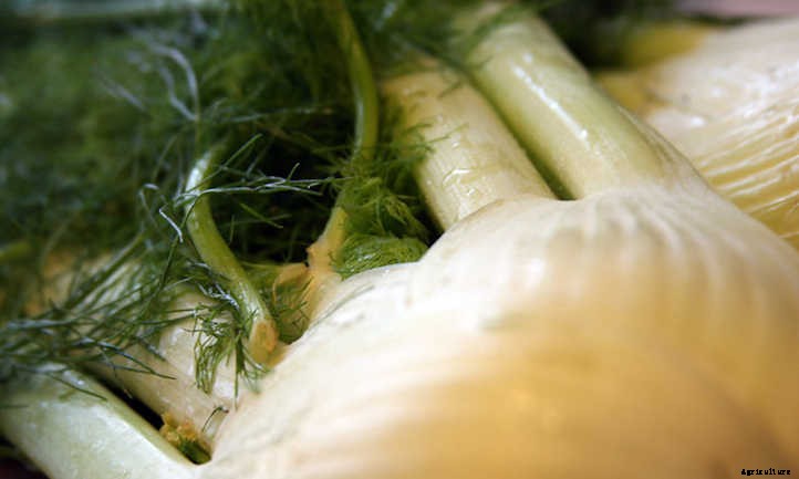 Growing Fennel: Fronds, Bulbs, And Seeds