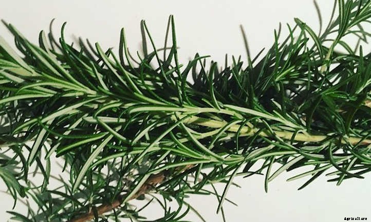 How To Harvest Rosemary The Right Way