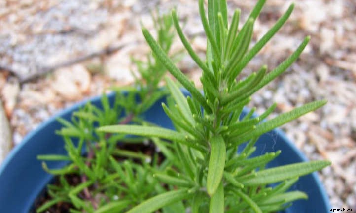 How To Harvest Rosemary The Right Way