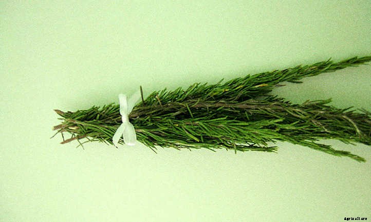 How To Harvest Rosemary The Right Way