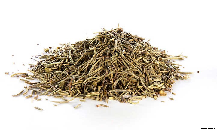 How To Harvest Rosemary The Right Way