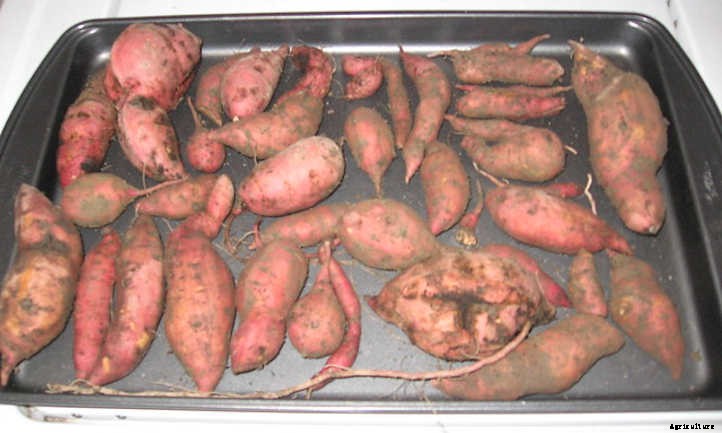 Harvesting Sweet Potatoes: How To Dig And Store Them