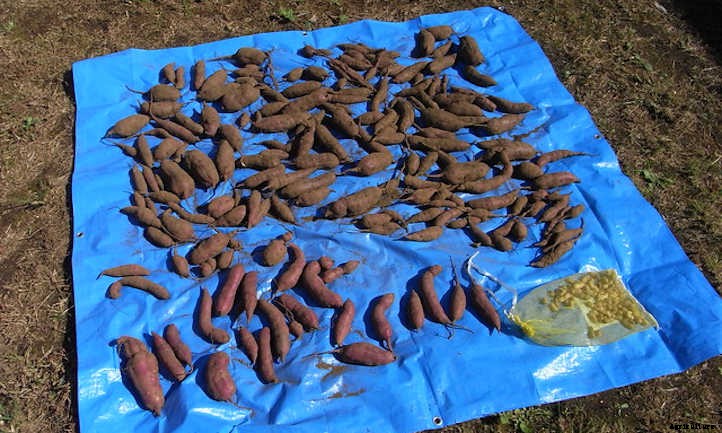 Harvesting Sweet Potatoes: How To Dig And Store Them