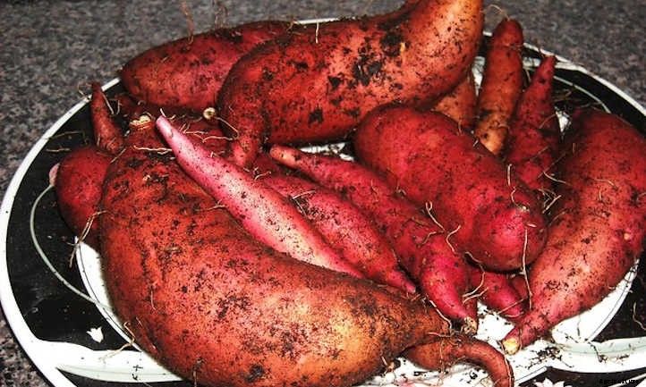 Harvesting Sweet Potatoes: How To Dig And Store Them
