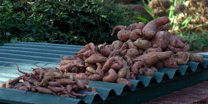 Harvesting Sweet Potatoes: How To Dig And Store Them