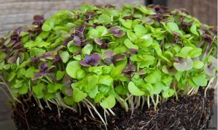 How To Grow Basil Microgreens Fast And Easy