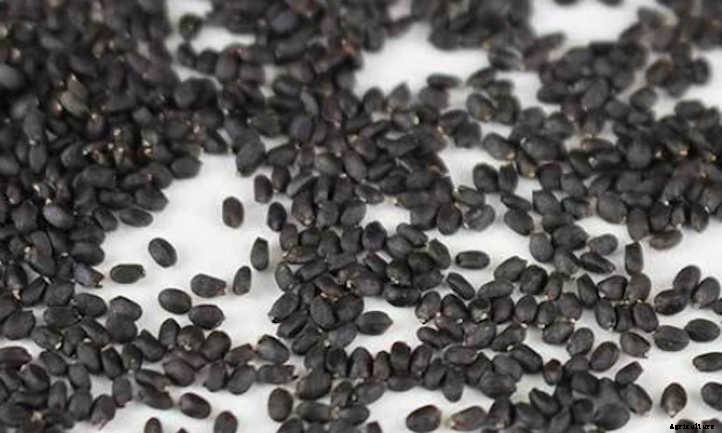 How To Grow Basil Microgreens Fast And Easy