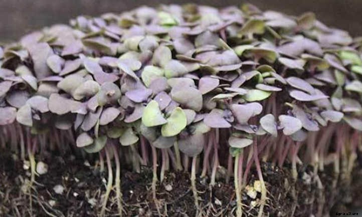 How To Grow Basil Microgreens Fast And Easy