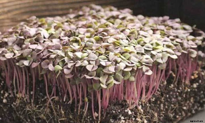 How To Grow Basil Microgreens Fast And Easy