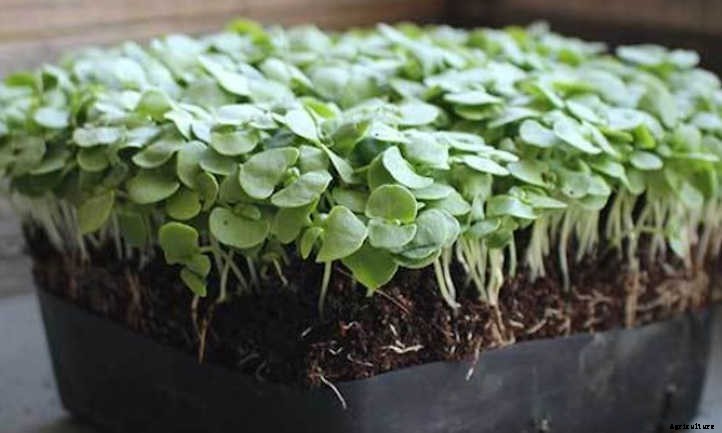How To Grow Basil Microgreens Fast And Easy
