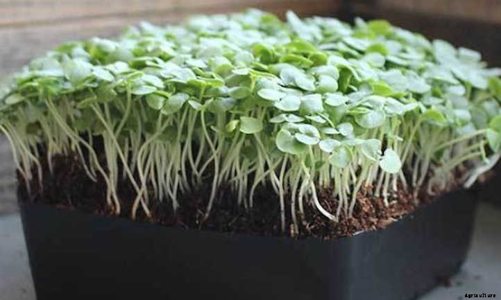 How To Grow Basil Microgreens Fast And Easy