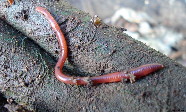 Worm Tower DIY: Compost Your Excess Waste