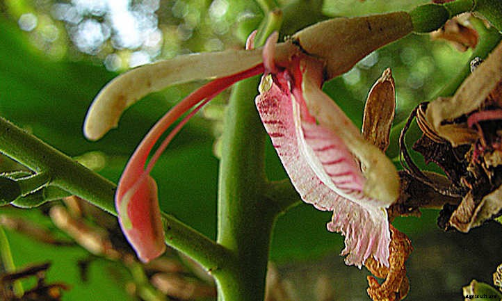 Galangal Plant Care: Growing Ginger’s Cousin
