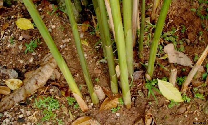 Galangal Plant Care: Growing Ginger’s Cousin