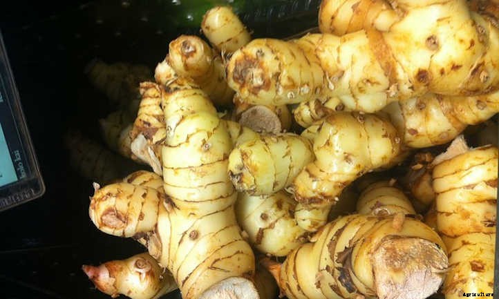 Galangal Plant Care: Growing Ginger’s Cousin