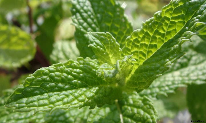 How To Harvest Mint And Store It For Later