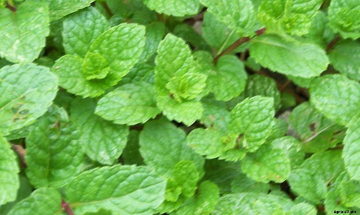 How To Harvest Mint And Store It For Later