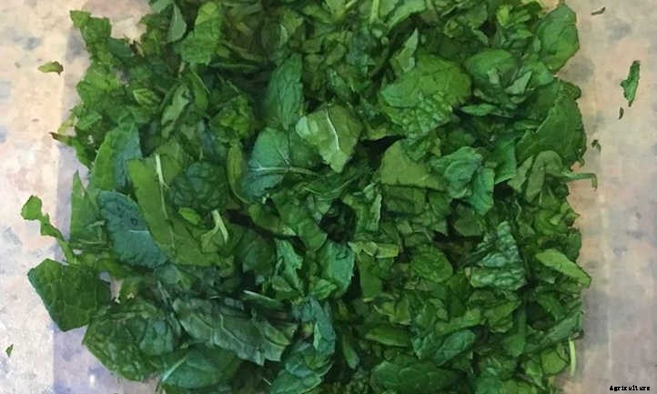 How To Harvest Mint And Store It For Later