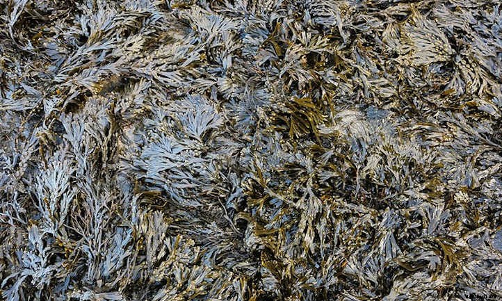 Seaweed Fertilizer: Oceanic Bounty For Plants