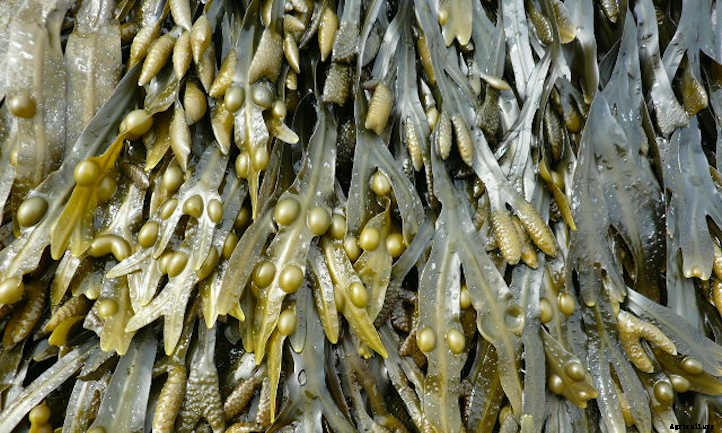 Seaweed Fertilizer: Oceanic Bounty For Plants