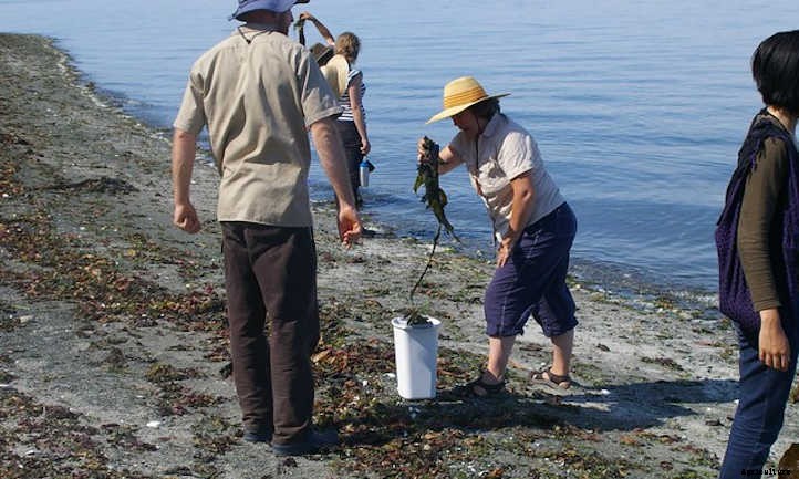 Seaweed Fertilizer: Oceanic Bounty For Plants