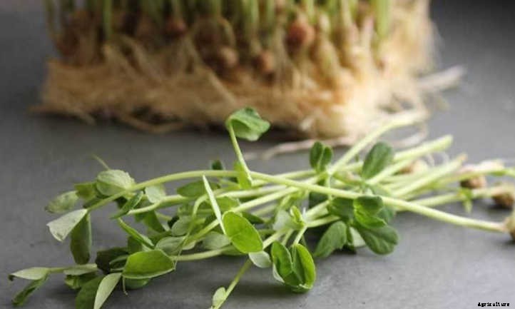 How to Grow Pea Microgreens Fast and Easy