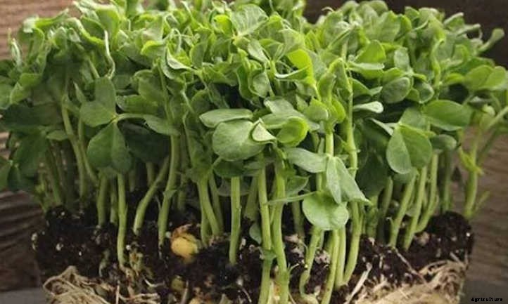 How to Grow Pea Microgreens Fast and Easy