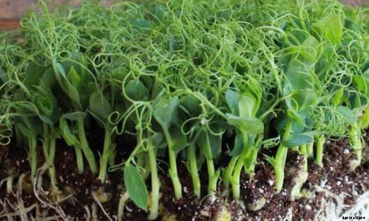How to Grow Pea Microgreens Fast and Easy