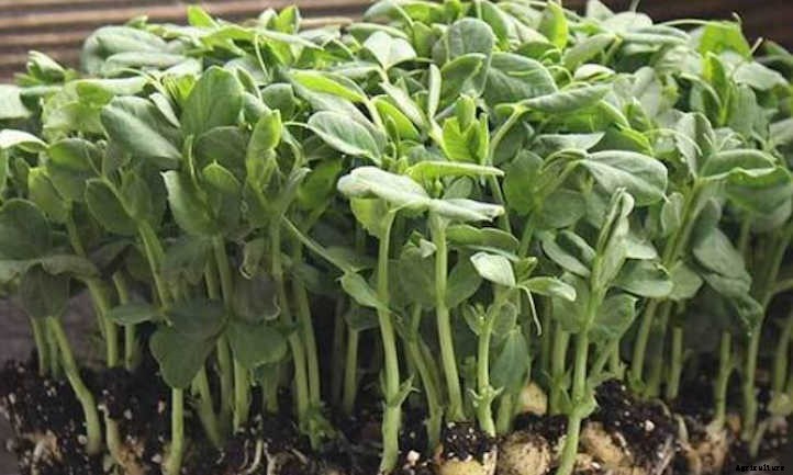 How to Grow Pea Microgreens Fast and Easy