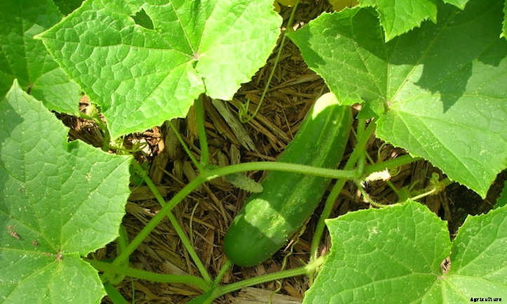 Cucumber Spacing In The Home Garden