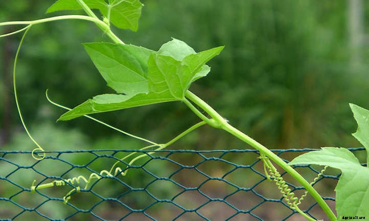 Cucumber Spacing In The Home Garden
